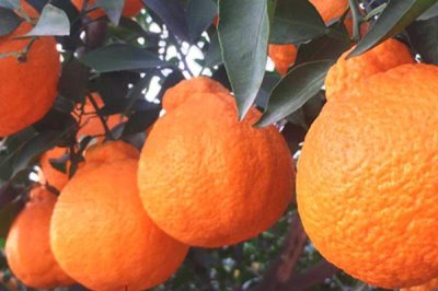 不知火柑橘的价格,不同地区的价格差异较大