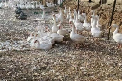 鹅什么时候开始产蛋，一般达到5-10月龄才具备下蛋能力