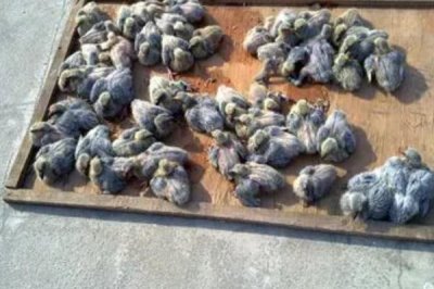 白羽王鸽饲养管理方法，达到3月龄之后要进行首次驱虫