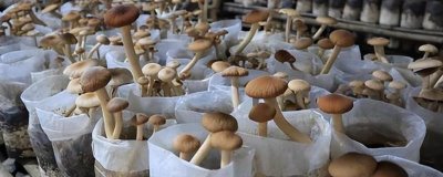 食用菌的种植前景,市场需求大前景广阔