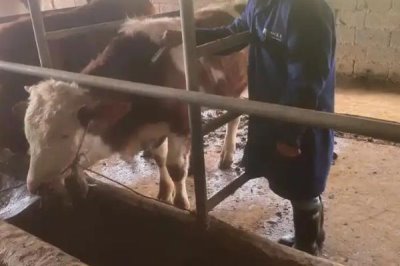 养牛的风险,包括肉牛来源、养殖技术等
