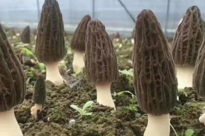 高效栽培羊肚菌的方法,早春保持适温可刺激子实体形成