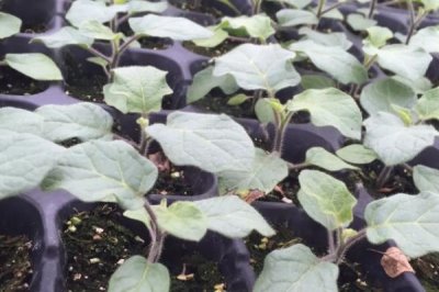 茄子苗盘育苗方法,将种子处理后再播种