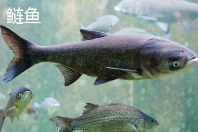 3.0号子线配几号鱼钩，可搭配10-11号伊势尼钩