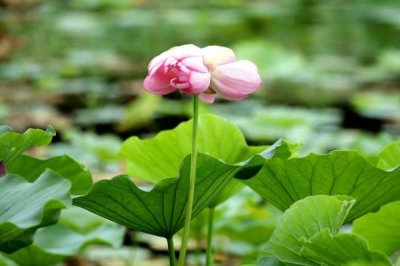圆明园并蒂莲的开放时间,大概会在7月份开出花朵