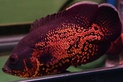 1.5米的鱼缸适合养什么鱼,可饲养锦鲤、招财鱼、鹦鹉鱼等品种