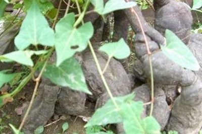 赤首乌的栽培方法,栽后须及时搭棚遮荫