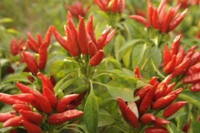 朝天椒种植密度，需合理选择栽种密度