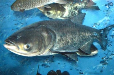 大头鱼如何进行高密度养殖,大规格鱼种的亩投放量要控制在100尾以内