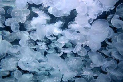 水母可以人工养殖吗,大多数的水母可以养殖