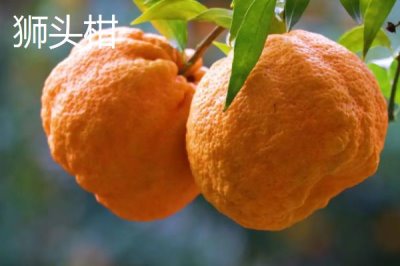 狮头柑和丑橘的区别,品种、别称和外观均不同