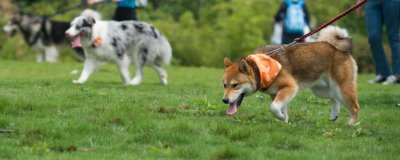 预防狗狗螨虫的方法,要经常给狗梳毛发或使用抗螨药物等