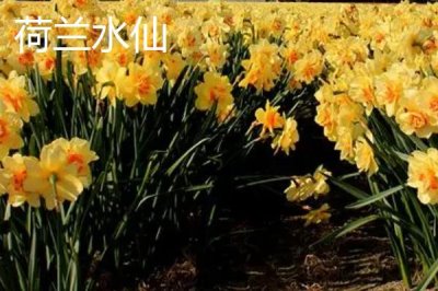水仙花品种介绍,品种众多观赏价值都极高