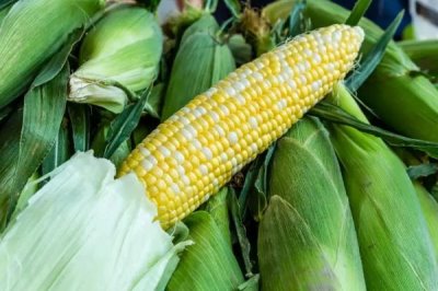 中泰208玉米品种简介,中抗穗腐病