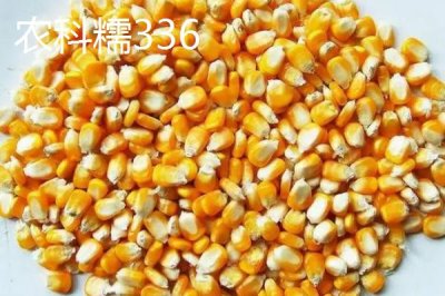 什么品种的甜糯玉米种子好,因地制宜