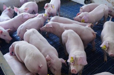 小苏打在养猪中的作用,可促进生长增体重