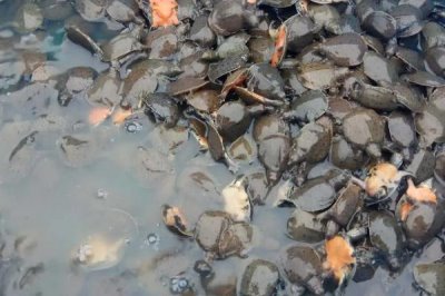 哪里可以买甲鱼苗,花鸟市场或网上购物平台任君选择