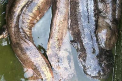 娃娃鱼可以养殖吗，可以养殖但需申请人工繁育许可证