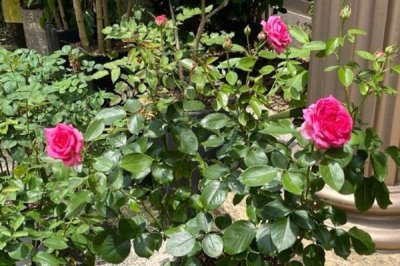 怎么养月季花,最佳生长温度在二十度左右