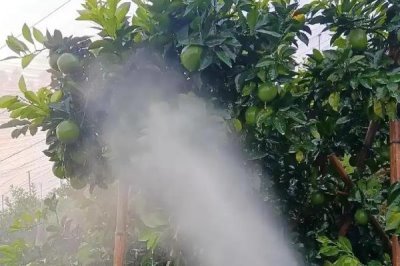 萘乙酸的作用，可以起到疏果、促进生根、防落果等效果