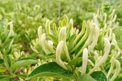 金银花怎么防治杂草,每年中耕除草3-4次