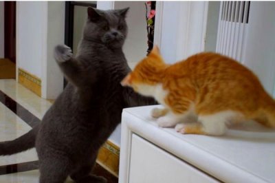 公猫打架应该怎么处理,需要及时制止