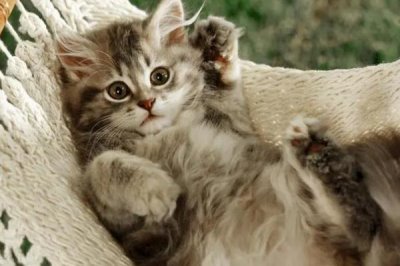 猫咪为什么喜欢抓蟑螂,昆虫对猫咪有着天然的诱惑力