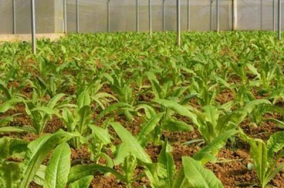 莴笋的种植方法,春季和秋季均可种植