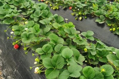 怎么种植草莓,可按照20厘米的穴距亩栽12000株