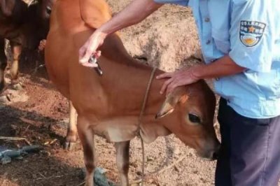 断奶犊牛怎么饲养，保持适温并定期消毒