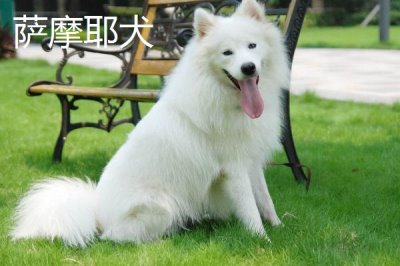 萨摩耶犬和爱斯基摩犬的区别，体型和毛发都不同