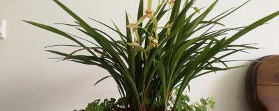 家庭兰花的养殖方法，只能使用复合化肥稀释后浇灌