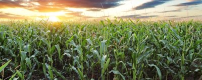 高金888玉米种子特点,1月中旬至8月上旬播种