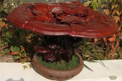 灵芝盆景的养殖环境，喜欢高温的环境