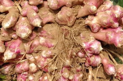 洋姜产量高但为何无人种植，主要原因是市场需求量不多