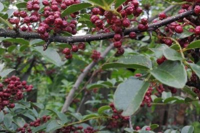 种花椒树能不能赚钱,相关资源充足时通常可以赚到钱