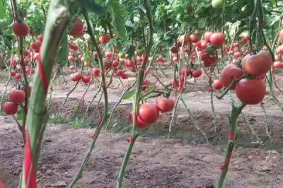 西红柿施肥要注意什么,有机肥一定要腐熟且适量