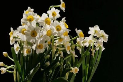 水仙花的花语，寓意纯洁善良、甜蜜爱情等