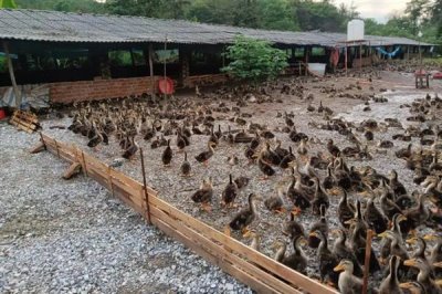 小野鸭子如何养活,苹果或小鱼干都可以喂食