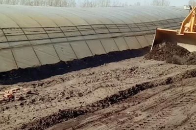 甘蓝的种植方法,夏播甘蓝可选在7月下旬左右