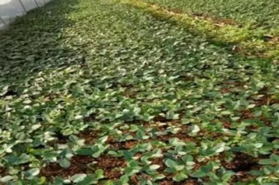 用什么土壤种植北豆根,使用疏松透气、排水良好的土壤更合适