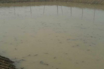 优质泥鳅品种,真泥鳅最为常见