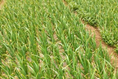 大蒜扎辫原因和预防方法，遇到低温容易因二次生长而扎辫