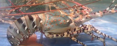 中国龙虾和锦绣龙虾的区别,从体型方面就能区分两者