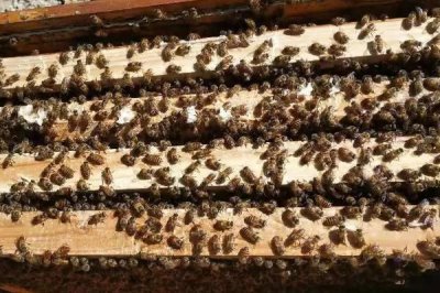 一箱蜜蜂的价格,通常需要300-600元左右