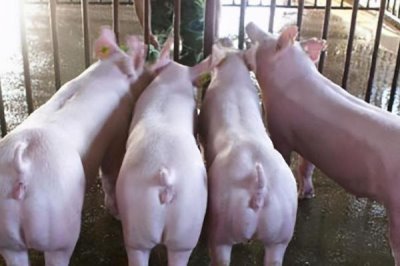 小母猪阉后有什么作用,阉后食欲会增加