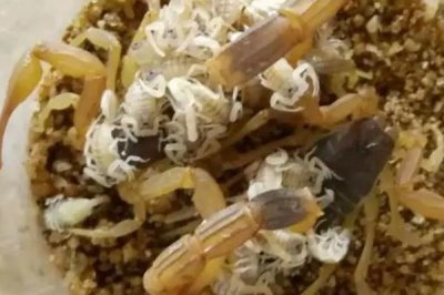 蝎子一年可以繁殖几次，1年可以繁殖2次