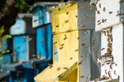 夏季蜂群的管理要点，核心工作是防暑降温