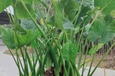 滴水观音叶子发黄下垂如何处理，需做好保暖措施