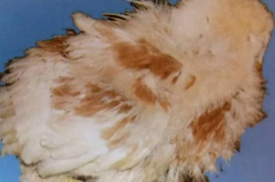 家禽维生素D缺乏症状，严重时出现“企鹅型”蹲伏姿势